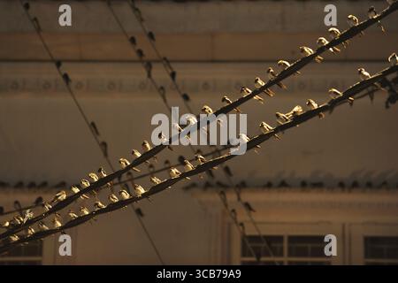 7. Oktober 2023, Yogyakarta, Yogyakarta, Indonesien: Tausende von asiatischen Schwalbenschwänzen [Hirundo rustica] sitzen am 7,2023. Oktober auf städtischen Stromleitungen und Reklametafeln, um nachts in Yogyakarta auszuruhen. Dieser Vogel mit einer kleinen Körperlänge wandert aus seinen Brutgebieten in Nordamerika und Eurasien. Um extremes Wetter zu vermeiden, fliegen diese Vögel, suchen nach Nahrung und ruhen sich in anderen Gebieten aus. Die Route ist ziemlich lang, beginnend in Mittel- und Südamerika, Südspanien, Marokko, Ägypten, Afrika südlich der Sahara, Nahost, Indien, Indochina, Malaysia, Australien, bis zur Ankunft in Indonesien im September Stockfoto