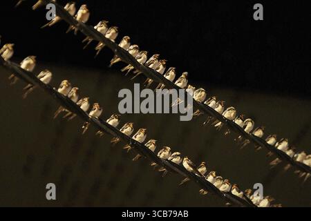 7. Oktober 2023, Yogyakarta, Yogyakarta, Indonesien: Tausende von asiatischen Schwalbenschwänzen [Hirundo rustica] sitzen am 7,2023. Oktober auf städtischen Stromleitungen und Reklametafeln, um nachts in Yogyakarta auszuruhen. Dieser Vogel mit einer kleinen Körperlänge wandert aus seinen Brutgebieten in Nordamerika und Eurasien. Um extremes Wetter zu vermeiden, fliegen diese Vögel, suchen nach Nahrung und ruhen sich in anderen Gebieten aus. Die Route ist ziemlich lang, beginnend in Mittel- und Südamerika, Südspanien, Marokko, Ägypten, Afrika südlich der Sahara, Nahost, Indien, Indochina, Malaysia, Australien, bis zur Ankunft in Indonesien im September Stockfoto