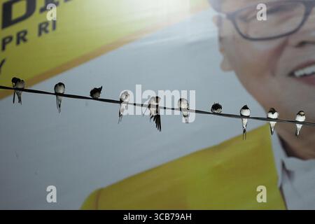 7. Oktober 2023, Yogyakarta, Yogyakarta, Indonesien: Tausende von asiatischen Schwalbenschwänzen [Hirundo rustica] sitzen am 7,2023. Oktober auf städtischen Stromleitungen und Reklametafeln, um nachts in Yogyakarta auszuruhen. Dieser Vogel mit einer kleinen Körperlänge wandert aus seinen Brutgebieten in Nordamerika und Eurasien. Um extremes Wetter zu vermeiden, fliegen diese Vögel, suchen nach Nahrung und ruhen sich in anderen Gebieten aus. Die Route ist ziemlich lang, beginnend in Mittel- und Südamerika, Südspanien, Marokko, Ägypten, Afrika südlich der Sahara, Nahost, Indien, Indochina, Malaysia, Australien, bis zur Ankunft in Indonesien im September Stockfoto