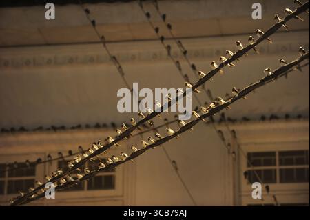 7. Oktober 2023, Yogyakarta, Yogyakarta, Indonesien: Tausende von asiatischen Schwalbenschwänzen [Hirundo rustica] sitzen am 7,2023. Oktober auf städtischen Stromleitungen und Reklametafeln, um nachts in Yogyakarta auszuruhen. Dieser Vogel mit einer kleinen Körperlänge wandert aus seinen Brutgebieten in Nordamerika und Eurasien. Um extremes Wetter zu vermeiden, fliegen diese Vögel, suchen nach Nahrung und ruhen sich in anderen Gebieten aus. Die Route ist ziemlich lang, beginnend in Mittel- und Südamerika, Südspanien, Marokko, Ägypten, Afrika südlich der Sahara, Nahost, Indien, Indochina, Malaysia, Australien, bis zur Ankunft in Indonesien im September Stockfoto