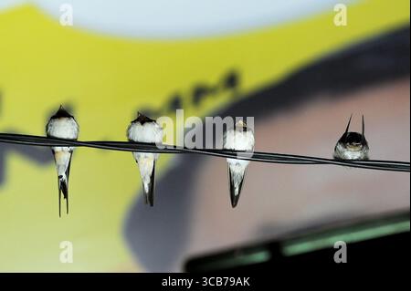7. Oktober 2023, Yogyakarta, Yogyakarta, Indonesien: Tausende von asiatischen Schwalbenschwänzen [Hirundo rustica] sitzen am 7,2023. Oktober auf städtischen Stromleitungen und Reklametafeln, um nachts in Yogyakarta auszuruhen. Dieser Vogel mit einer kleinen Körperlänge wandert aus seinen Brutgebieten in Nordamerika und Eurasien. Um extremes Wetter zu vermeiden, fliegen diese Vögel, suchen nach Nahrung und ruhen sich in anderen Gebieten aus. Die Route ist ziemlich lang, beginnend in Mittel- und Südamerika, Südspanien, Marokko, Ägypten, Afrika südlich der Sahara, Nahost, Indien, Indochina, Malaysia, Australien, bis zur Ankunft in Indonesien im September Stockfoto