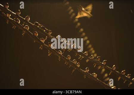 7. Oktober 2023, Yogyakarta, Yogyakarta, Indonesien: Tausende von asiatischen Schwalbenschwänzen [Hirundo rustica] sitzen am 7,2023. Oktober auf städtischen Stromleitungen und Reklametafeln, um nachts in Yogyakarta auszuruhen. Dieser Vogel mit einer kleinen Körperlänge wandert aus seinen Brutgebieten in Nordamerika und Eurasien. Um extremes Wetter zu vermeiden, fliegen diese Vögel, suchen nach Nahrung und ruhen sich in anderen Gebieten aus. Die Route ist ziemlich lang, beginnend in Mittel- und Südamerika, Südspanien, Marokko, Ägypten, Afrika südlich der Sahara, Nahost, Indien, Indochina, Malaysia, Australien, bis zur Ankunft in Indonesien im September Stockfoto