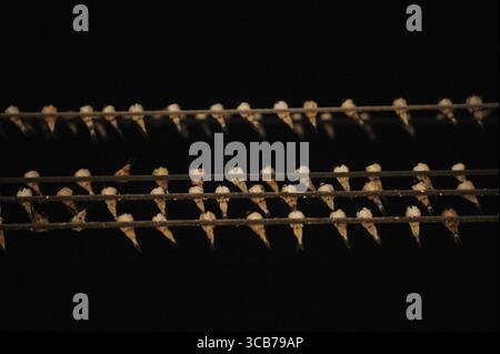 7. Oktober 2023, Yogyakarta, Yogyakarta, Indonesien: Tausende von asiatischen Schwalbenschwänzen [Hirundo rustica] sitzen am 7,2023. Oktober auf städtischen Stromleitungen und Reklametafeln, um nachts in Yogyakarta auszuruhen. Dieser Vogel mit einer kleinen Körperlänge wandert aus seinen Brutgebieten in Nordamerika und Eurasien. Um extremes Wetter zu vermeiden, fliegen diese Vögel, suchen nach Nahrung und ruhen sich in anderen Gebieten aus. Die Route ist ziemlich lang, beginnend in Mittel- und Südamerika, Südspanien, Marokko, Ägypten, Afrika südlich der Sahara, Nahost, Indien, Indochina, Malaysia, Australien, bis zur Ankunft in Indonesien im September Stockfoto