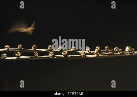 7. Oktober 2023, Yogyakarta, Yogyakarta, Indonesien: Tausende von asiatischen Schwalbenschwänzen [Hirundo rustica] sitzen am 7,2023. Oktober auf städtischen Stromleitungen und Reklametafeln, um nachts in Yogyakarta auszuruhen. Dieser Vogel mit einer kleinen Körperlänge wandert aus seinen Brutgebieten in Nordamerika und Eurasien. Um extremes Wetter zu vermeiden, fliegen diese Vögel, suchen nach Nahrung und ruhen sich in anderen Gebieten aus. Die Route ist ziemlich lang, beginnend in Mittel- und Südamerika, Südspanien, Marokko, Ägypten, Afrika südlich der Sahara, Nahost, Indien, Indochina, Malaysia, Australien, bis zur Ankunft in Indonesien im September Stockfoto