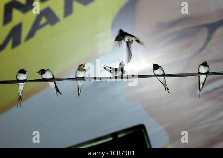 7. Oktober 2023, Yogyakarta, Yogyakarta, Indonesien: Tausende von asiatischen Schwalbenschwänzen [Hirundo rustica] sitzen am 7,2023. Oktober auf städtischen Stromleitungen und Reklametafeln, um nachts in Yogyakarta auszuruhen. Dieser Vogel mit einer kleinen Körperlänge wandert aus seinen Brutgebieten in Nordamerika und Eurasien. Um extremes Wetter zu vermeiden, fliegen diese Vögel, suchen nach Nahrung und ruhen sich in anderen Gebieten aus. Die Route ist ziemlich lang, beginnend in Mittel- und Südamerika, Südspanien, Marokko, Ägypten, Afrika südlich der Sahara, Nahost, Indien, Indochina, Malaysia, Australien, bis zur Ankunft in Indonesien im September Stockfoto