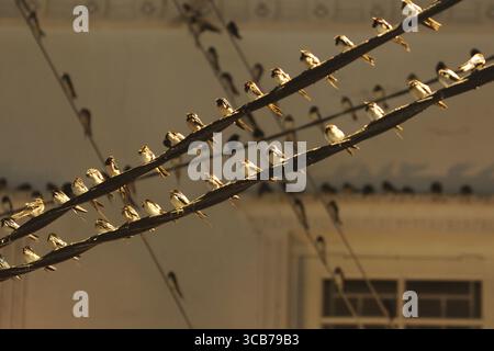 7. Oktober 2023, Yogyakarta, Yogyakarta, Indonesien: Tausende von asiatischen Schwalbenschwänzen [Hirundo rustica] sitzen am 7,2023. Oktober auf städtischen Stromleitungen und Reklametafeln, um nachts in Yogyakarta auszuruhen. Dieser Vogel mit einer kleinen Körperlänge wandert aus seinen Brutgebieten in Nordamerika und Eurasien. Um extremes Wetter zu vermeiden, fliegen diese Vögel, suchen nach Nahrung und ruhen sich in anderen Gebieten aus. Die Route ist ziemlich lang, beginnend in Mittel- und Südamerika, Südspanien, Marokko, Ägypten, Afrika südlich der Sahara, Nahost, Indien, Indochina, Malaysia, Australien, bis zur Ankunft in Indonesien im September Stockfoto