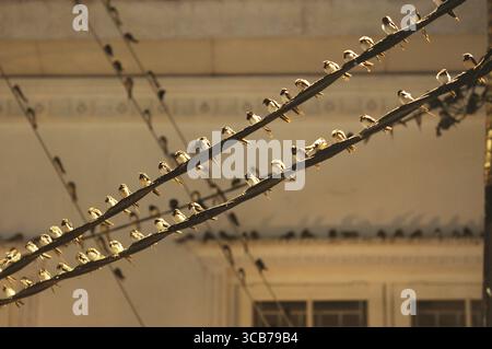 7. Oktober 2023, Yogyakarta, Yogyakarta, Indonesien: Tausende von asiatischen Schwalbenschwänzen [Hirundo rustica] sitzen am 7,2023. Oktober auf städtischen Stromleitungen und Reklametafeln, um nachts in Yogyakarta auszuruhen. Dieser Vogel mit einer kleinen Körperlänge wandert aus seinen Brutgebieten in Nordamerika und Eurasien. Um extremes Wetter zu vermeiden, fliegen diese Vögel, suchen nach Nahrung und ruhen sich in anderen Gebieten aus. Die Route ist ziemlich lang, beginnend in Mittel- und Südamerika, Südspanien, Marokko, Ägypten, Afrika südlich der Sahara, Nahost, Indien, Indochina, Malaysia, Australien, bis zur Ankunft in Indonesien im September Stockfoto