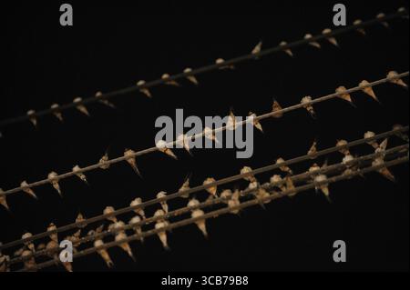 7. Oktober 2023, Yogyakarta, Yogyakarta, Indonesien: Tausende von asiatischen Schwalbenschwänzen [Hirundo rustica] sitzen am 7,2023. Oktober auf städtischen Stromleitungen und Reklametafeln, um nachts in Yogyakarta auszuruhen. Dieser Vogel mit einer kleinen Körperlänge wandert aus seinen Brutgebieten in Nordamerika und Eurasien. Um extremes Wetter zu vermeiden, fliegen diese Vögel, suchen nach Nahrung und ruhen sich in anderen Gebieten aus. Die Route ist ziemlich lang, beginnend in Mittel- und Südamerika, Südspanien, Marokko, Ägypten, Afrika südlich der Sahara, Nahost, Indien, Indochina, Malaysia, Australien, bis zur Ankunft in Indonesien im September Stockfoto