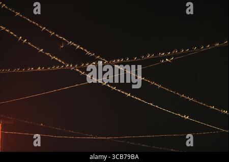 7. Oktober 2023, Yogyakarta, Yogyakarta, Indonesien: Tausende von asiatischen Schwalbenschwänzen [Hirundo rustica] sitzen am 7,2023. Oktober auf städtischen Stromleitungen und Reklametafeln, um nachts in Yogyakarta auszuruhen. Dieser Vogel mit einer kleinen Körperlänge wandert aus seinen Brutgebieten in Nordamerika und Eurasien. Um extremes Wetter zu vermeiden, fliegen diese Vögel, suchen nach Nahrung und ruhen sich in anderen Gebieten aus. Die Route ist ziemlich lang, beginnend in Mittel- und Südamerika, Südspanien, Marokko, Ägypten, Afrika südlich der Sahara, Nahost, Indien, Indochina, Malaysia, Australien, bis zur Ankunft in Indonesien im September Stockfoto
