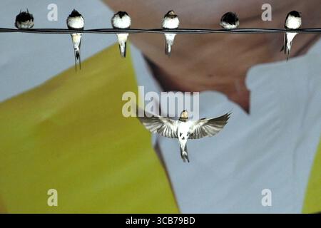 7. Oktober 2023, Yogyakarta, Yogyakarta, Indonesien: Tausende von asiatischen Schwalbenschwänzen [Hirundo rustica] sitzen am 7,2023. Oktober auf städtischen Stromleitungen und Reklametafeln, um nachts in Yogyakarta auszuruhen. Dieser Vogel mit einer kleinen Körperlänge wandert aus seinen Brutgebieten in Nordamerika und Eurasien. Um extremes Wetter zu vermeiden, fliegen diese Vögel, suchen nach Nahrung und ruhen sich in anderen Gebieten aus. Die Route ist ziemlich lang, beginnend in Mittel- und Südamerika, Südspanien, Marokko, Ägypten, Afrika südlich der Sahara, Nahost, Indien, Indochina, Malaysia, Australien, bis zur Ankunft in Indonesien im September Stockfoto