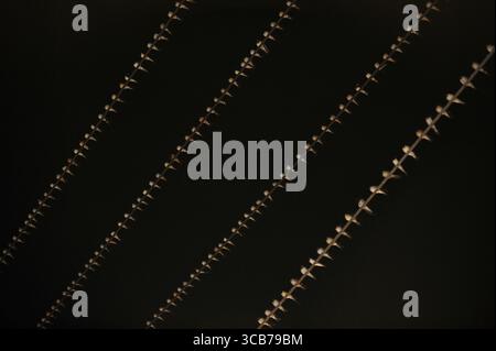 7. Oktober 2023, Yogyakarta, Yogyakarta, Indonesien: Tausende von asiatischen Schwalbenschwänzen [Hirundo rustica] sitzen am 7,2023. Oktober auf städtischen Stromleitungen und Reklametafeln, um nachts in Yogyakarta auszuruhen. Dieser Vogel mit einer kleinen Körperlänge wandert aus seinen Brutgebieten in Nordamerika und Eurasien. Um extremes Wetter zu vermeiden, fliegen diese Vögel, suchen nach Nahrung und ruhen sich in anderen Gebieten aus. Die Route ist ziemlich lang, beginnend in Mittel- und Südamerika, Südspanien, Marokko, Ägypten, Afrika südlich der Sahara, Nahost, Indien, Indochina, Malaysia, Australien, bis zur Ankunft in Indonesien im September Stockfoto