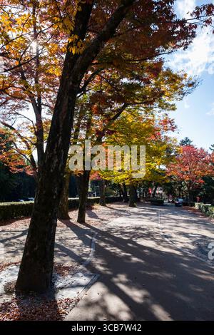 Herbstpfad umgeben von bunten Blättern unter einem hellblauen Himmel. Eine ruhige und malerische Umgebung, die sich ideal für Naturliebhaber eignet und die lebendige hu zeigt Stockfoto