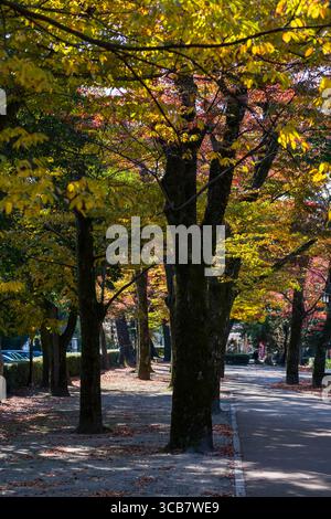 Ein ruhiger Parkweg, umgeben von lebhaftem Herbstlaub, das eine ruhige und entspannende Atmosphäre unter dem weichen Sonnenlicht ausstrahlt. Ideal für Natur und Stockfoto