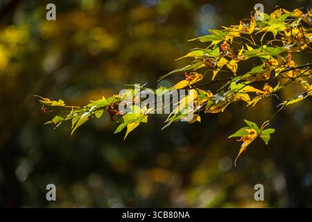 Farbenfrohe Herbstblätter hängen an einem Zweig und warmes Sonnenlicht, das im Hintergrund einen weichen Bokeh-Effekt erzeugt. Das Foto nimmt die auf Stockfoto