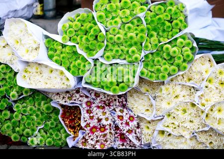 Chrysanthemen sind in vielen Ländern leicht zu finden. Sie sind in verschiedenen Farben erhältlich, darunter weiß, gelb, rosa, lila, und vieles mehr. Stockfoto