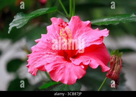Hibiskus: In China werden die roten Blüten als Lebensmittelfärbung verwendet. In Okinawa, Japan, werden sie als Heckenpflanze verwendet. Stockfoto