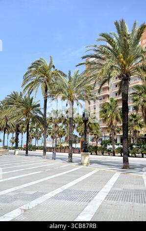 Hohe Palmen entlang der Meeresfront in Cadiz, Spanien Stockfoto
