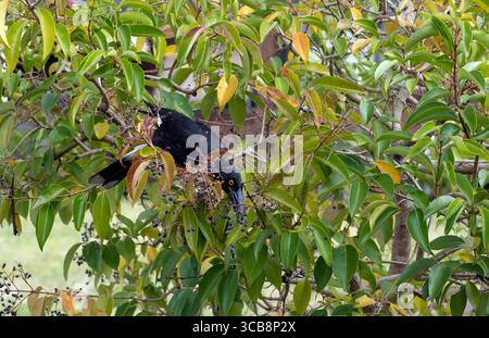 20. Juli 2022, Sydney, New South Wales, Australien: Australian Pied Currawong (Strepera graculina) isst Früchte an einem Baumzweig in Sydney, New South Wales, Australien. Der Ped Currawong ist ein schwarzer Passerinvogel, der im Osten Australiens und Lord Howe Island beheimatet ist. Als eine von drei Currawong-Arten der Gattung Strepera ist sie eng verwandt mit den Metzgervögeln und australischen Elster der Familie Artamidae. Rattenfänger sind große, meist schwarze Vögel mit hellgelben Augen und. Kleine weiße Flecken unter dem Schwanz und an den Spitzen und an der Basis der Schwanzfedern. (Kreditbild: © Tara Malhotra/ZU Stockfoto