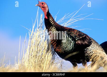 Männliche (tom) wilde Merriam's truthahn (Meleagris gallopavo merriami) im Cecil D. Andrus Wildlife Management Area Idaho Stockfoto