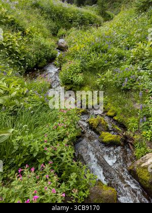 Ein kleiner, klarer Bach fließt sanft durch ein pulsierendes Feld aus Wildblumen und üppigem Grün und schafft eine ruhige und malerische Naturszene voller Natur Stockfoto