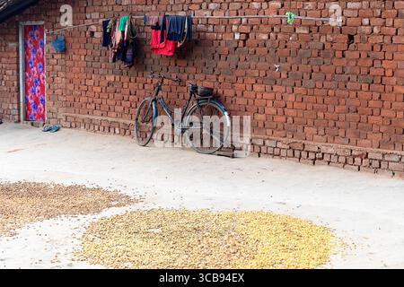 Altes Fahrrad in der Nähe eines Backsteinhauses in einem kleinen Dorf im abgelegenen Teil indiens, Früchte trocknen auf einem Boden vor einem Haus Stockfoto