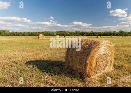 Heu rollt auf einem goldenen Feld in einer sonnigen Bauernlandschaft Stockfoto