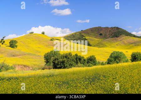 Eine Landschaft mit blühenden Hügeln in Kalifornien, bedeckt mit lebendigen Wildblumen unter einem sonnigen Himmel Stockfoto