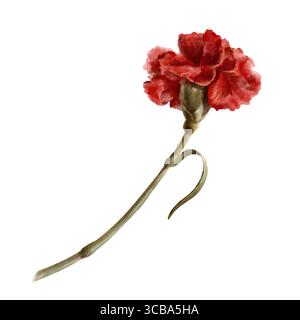 Rote Nelkenblume als Symbol der portugiesischen Revolution am 25. April 1974, Symbol der Freiheit vom totalitären Regime im isolierten Staat Stockfoto