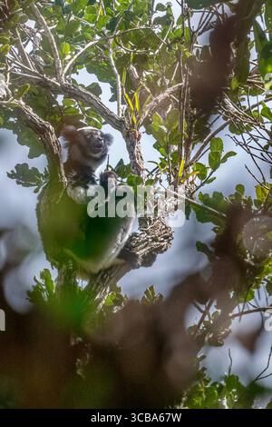 Eine weibliche Indri Indri hält ihr Baby hoch im Regenwalddach von Andasibe, Madagaskar, in seinem natürlichen Lebensraum. Stockfoto