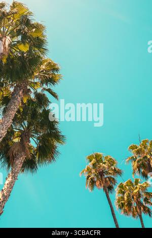 Palmen gegen den blauen Himmel. Tropische Natur Hintergrund Stockfoto