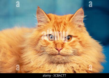 Porträt einer niedlichen, langhaarigen rothaarigen Katze mit orangefarbenen Augen Stockfoto