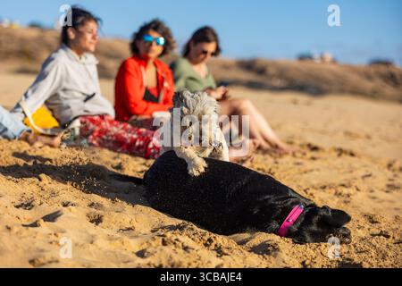 Zwei Hunde spielen an einem Sandstrand, während drei Frauen während eines spirituellen Rückzugs im Hintergrund meditieren Stockfoto