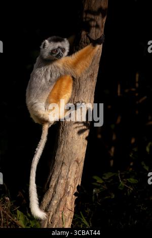 Diademed Sifaka (Propithecus diadema), die sich an einem Baumstamm im Wald von Andasibe, Madagaskar, klammert und in dramatisches natürliches Licht getaucht ist. Stockfoto