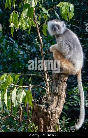 Diademed Sifaka (Propithecus diadema), die sich an einem Baumstamm im Wald von Andasibe, Madagaskar, klammert und in dramatisches natürliches Licht getaucht ist. Stockfoto