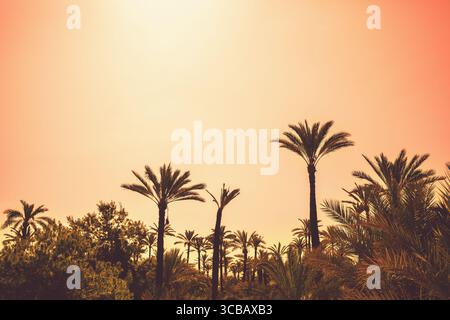 Palmen vor einem orangefarbenen Sonnenuntergangshimmel. Tropische Natur im Hintergrund Stockfoto