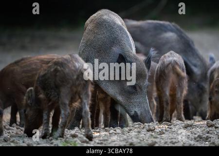 Mutter Wildschweine, die neben mehreren Ferkeln auf trockenem Waldboden fressen Stockfoto