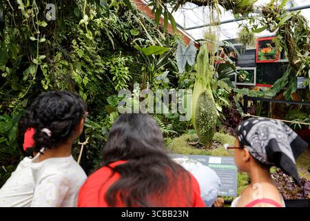 France, Meurthe et Moselle, Villers-les-Nancy, Jardin Botanique Jean-Marie Pelt, Floraison de l'Amorphophallus Titanum ou Arum Titan, également appelé le « phallus de titan », originaire de l'ouest de Sumatra, plantes de la famille des Aracées Stockfoto