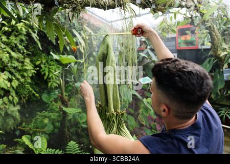 Frankreich, Meurthe et Moselle, Villers-les-Nancy, Jean-Marie Pelt Botanischer Garten, Blüte des Amorphophallus Titanum oder Titan Arum, auch Titanphallus genannt, heimisch im westlichen Sumatra, Pflanzen der Familie Araceae, Blütenstand des Titanen Arum ist eine der größten der Welt, gemessen von Douglas Tavarès, Leiter der Araceae-Sammlungen im Jean-Marie Pelt Stockfoto