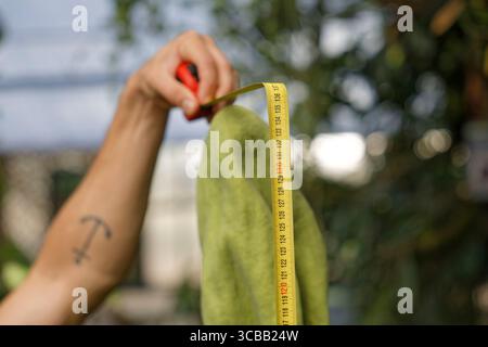 Frankreich, Meurthe et Moselle, Villers-les-Nancy, Jean-Marie Pelt Botanischer Garten, Blüte des Amorphophallus Titanum oder Titan Arum, auch Titanphallus genannt, heimisch im westlichen Sumatra, Pflanzen der Familie Araceae, Blütenstand des Titanen Arum ist eine der größten der Welt, gemessen von Douglas Tavarès, Leiter der Araceae-Sammlungen im Jean-Marie Pelt Stockfoto