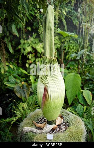 Frankreich, Meurthe et Moselle, Villers-les-Nancy, Jean-Marie Pelt Botanischer Garten, Blüte des Amorphophallus Titanum oder Titan Arum, auch Titanphallus genannt, heimisch im westlichen Sumatra, Pflanzen der Familie der Araceae, Blütenstand des Titan Arum ist mit einer Größe von 157 cm einer der größten der Welt Stockfoto