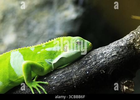 Lau-Bänderleguan (Brachylophus fasciatus) arboreale Eidechse Stockfoto