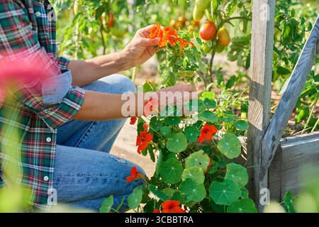 Nahaufnahme von blühendem orangefarbenen Nasturtiumstrauch in Frauenhänden, draußen Stockfoto