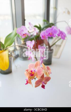 Stellen Sie Orchideen in Töpfen auf einer Fensterbank. Blühende phalaenopsis Orchideen in einem hellen Innenraum, Blick auf die vordere Blume Stockfoto