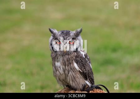 Gefangener Südafrikaner mit weißem Gesicht, Otus Ptilopsis Leucotis, mit hellorangefarbenen Augen. Kopf und Schultern gegen sanften grünen Rasenrücken Stockfoto