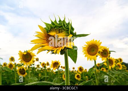 Eine einzelne Sonnenblume in Nahaufnahme auf einem Feld. Stockfoto