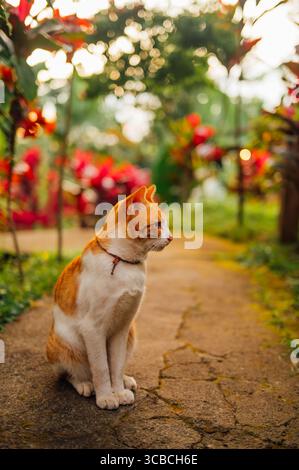 Orange Katze Porträt mit schönem Garten Hintergrund Tetebatu Lombok Stockfoto