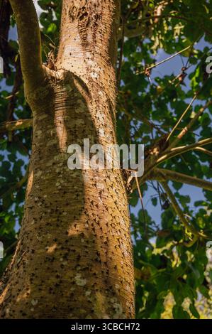 Ceiba Pentandra Baumstamm im Affenwald, Tetebatu, Lombok Stockfoto