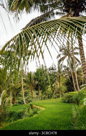 Üppige grüne Reisfelder, eingerahmt von Kokospalmen in Tetebatu, Lombok Stockfoto