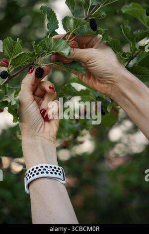 Reife Maulbeeren von einem Baum pflücken. Hände und Beeren. Stockfoto
