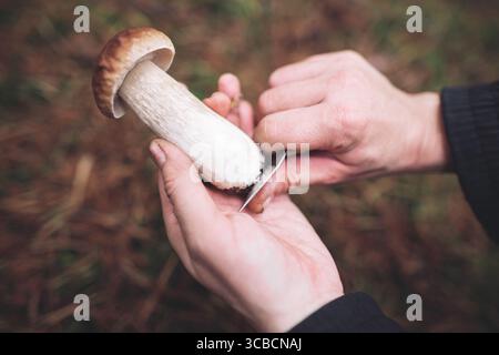 Ein Pilzpflücker reinigt einen schönen, essbaren Pilz, den man im Wald findet, mit einem Messer in der Hand Stockfoto